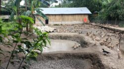 Bukit Asam Dukung Budidaya Itik Petelur Capai Penghasilan di Atas UMR