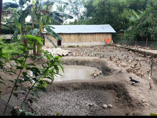 Bukit Asam Dukung Budidaya Itik Petelur Capai Penghasilan di Atas UMR