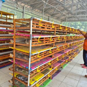 Dukung Replikasi Budidaya Burung Puyuh, PTBA Dorong Kemandirian Ekonomi Masyarakat Tanjung Enim