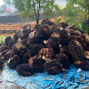 Warga Desak Kepastian Hukum Sengketa Lahan Sawit, Pemda Pasangkayu Diminta Turun Tangan