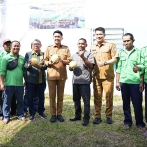 Bupati Ogan Ilir Panen Perdana Melon Varietas Inthanon di Desa Tanjung Seteko