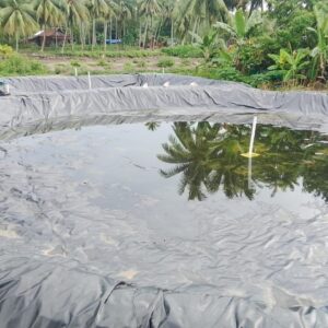 BUMDES Desa Dungkait Luncurkan Program Ketahanan Pangan Lewat Pengembangan Tambak Udang