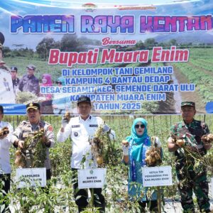 Produsen Kentang Terbesar di Sumsel, Muara Enim Siapkan Rantau Dedap Jadi Sentra Penangkaran Benih Kentang Varietas Unggul
