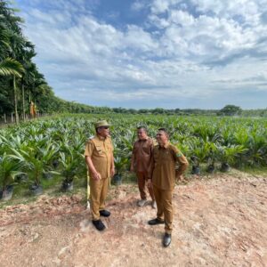 Memperkuat Sektor Perkebunan Berbasis Bibit Unggul dan Bantuan Kepada  Petani di Muba
