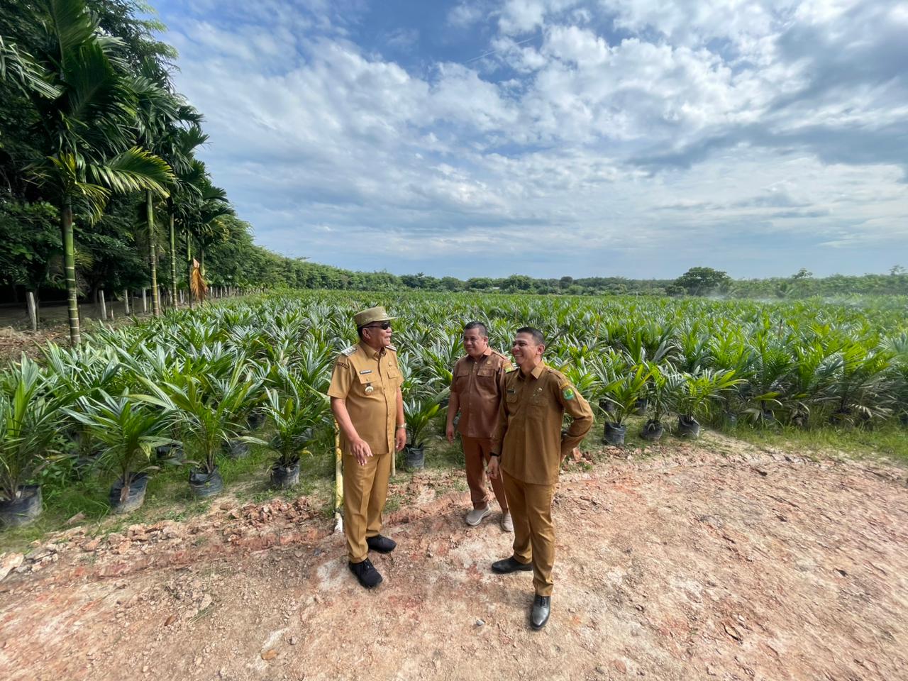 Memperkuat Sektor Perkebunan Berbasis Bibit Unggul dan Bantuan Kepada Petani di Muba