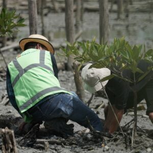 Lanjutkan Konservasi Pesisir, PTBA Tanam 40 Ribu Bibit Mangrove di Lampung Timur