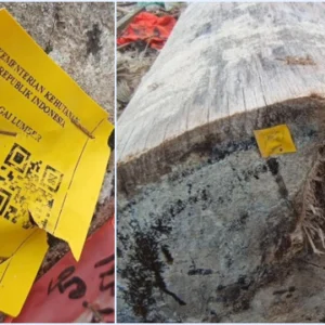 Terkuak! Ada Label Kemenhut di Kayu Gelondongan asal Sumbar yang Terdampar di Bibir Pantai Tanjung Setia Lampung
