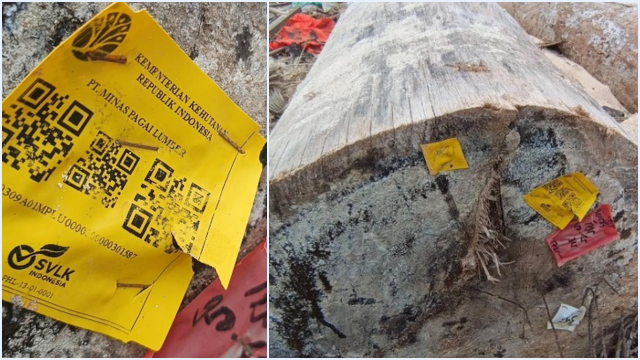 Terkuak! Ada Label Kemenhut di Kayu Gelondongan asal Sumbar yang Terdampar di Bibir Pantai Tanjung Setia Lampung