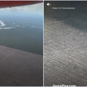 Viral! Video Influencer Amerika Videokan Parahnya Deforestasi Hutan Sumatera, Gundul Sejauh Mata Memandang