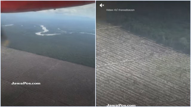 Viral! Video Influencer Amerika Videokan Parahnya Deforestasi Hutan Sumatera, Gundul Sejauh Mata Memandang