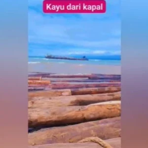 Bantahan Kemenhut terkait  Heboh Kayu Gelondongan di Pesisir Lampung: Bukan dari Banjir Sumatera