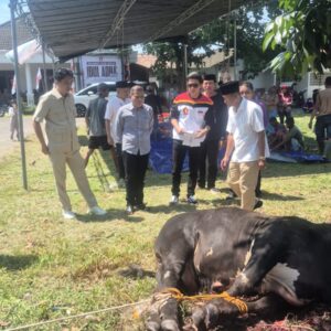 Idul Adha, DPC Gerindra Sembelih 6 Ekor Sapi Kurban Untuk Masyarakat Ogan Ilir