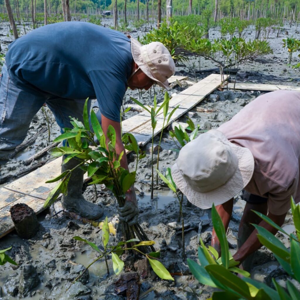 Dari Terkikis Abrasi dan Ancaman Tsunami,  Kini Mangrove Menghidupi Harapan Masyarakat Pasir Sakti