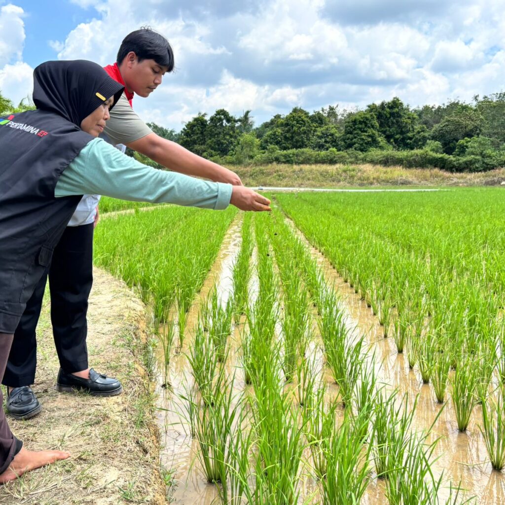 Pujangga PEP Pendopo dan Petani Perempaun Talang Ubi Utara Dongrak Panen Lewat Pertanian Organik