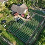 Kisah Chaidir Saleh, Berbagi Ilmu Bertani Melon Berbuah Manis  untuk Petani Milenial