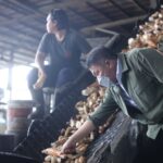 Gubernur Herman Deru Tinjau Pabrik Tapioka di Indralaya, Tekankan Penguatan Ekonomi Tidak Bergantung APBN atau APBD