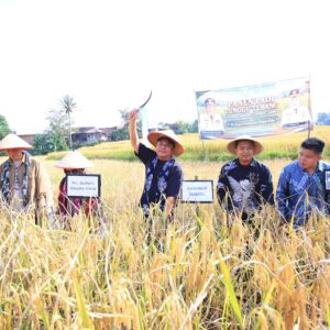 Panen Padi Tunggu Tubang dan Syukuran di Desa Tebing Abang