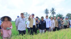 Panen Raya Padi IP 200 Seluas 3.194 hektar di Kabupaten Ogan Ilir Panen Raya Padi IP 200 Seluas 3.194 hektar di Kabupaten Ogan Ilir