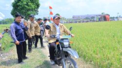 Panen Raya Padi IP 200 Seluas 3.194 hektar di Kabupaten Ogan Ilir Panen Raya Padi IP 200 Seluas 3.194 hektar di Kabupaten Ogan Ilir